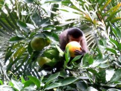 Macacos-prego visitam o Sertão de Barra do Una